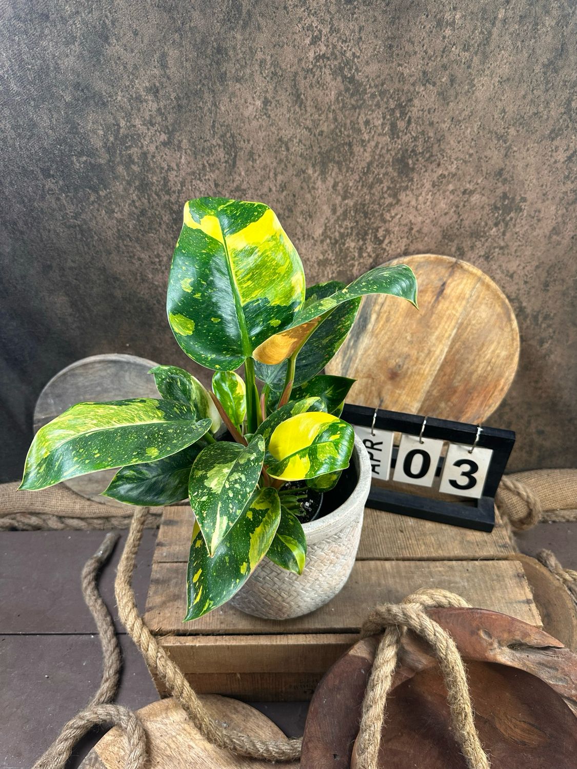 Philodendron Green Congo Marble Variegata #3