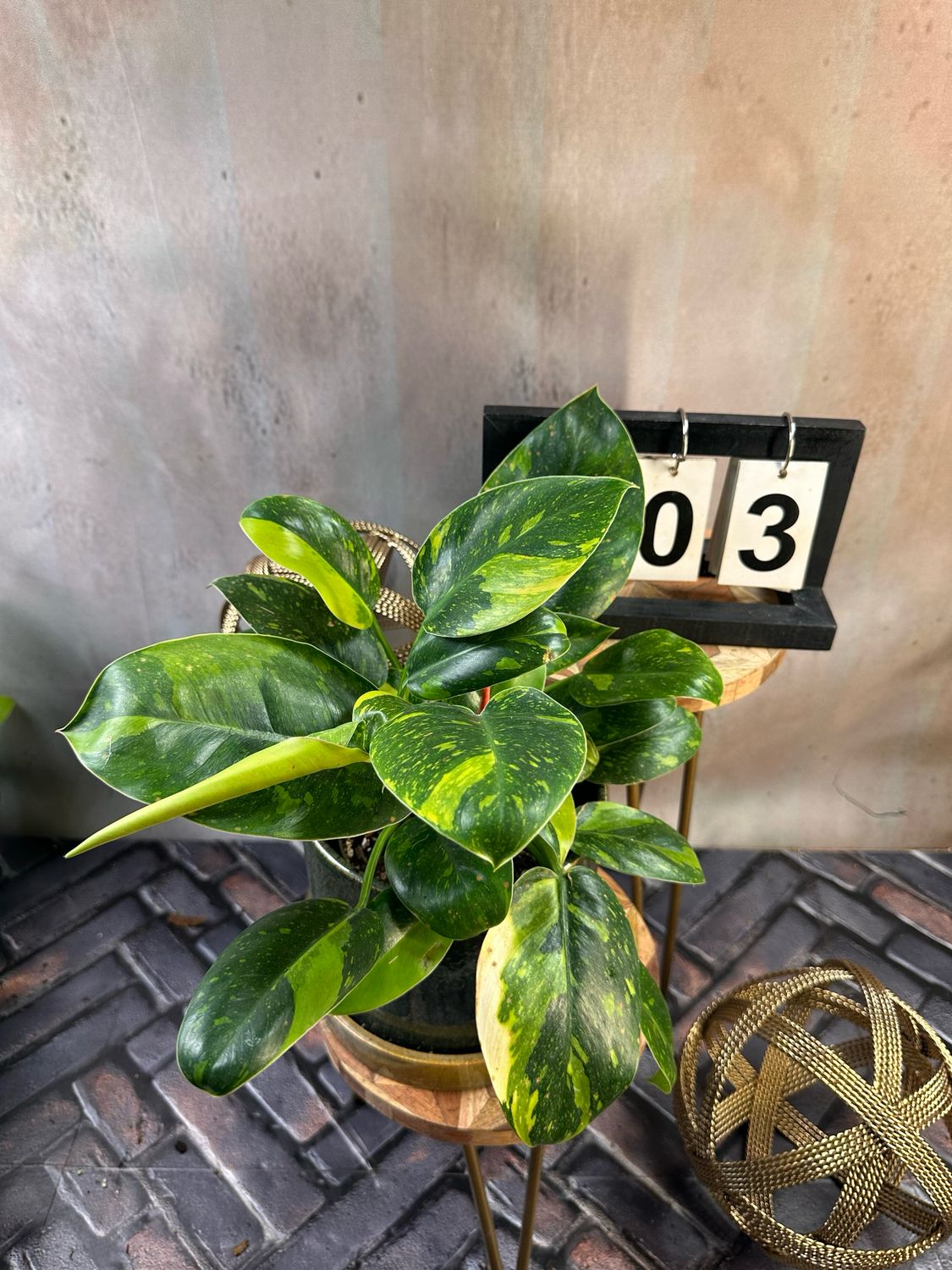 Philodendron Green Congo Marble Variegata #3 Philodendron Green Congo Marble Variegata #3