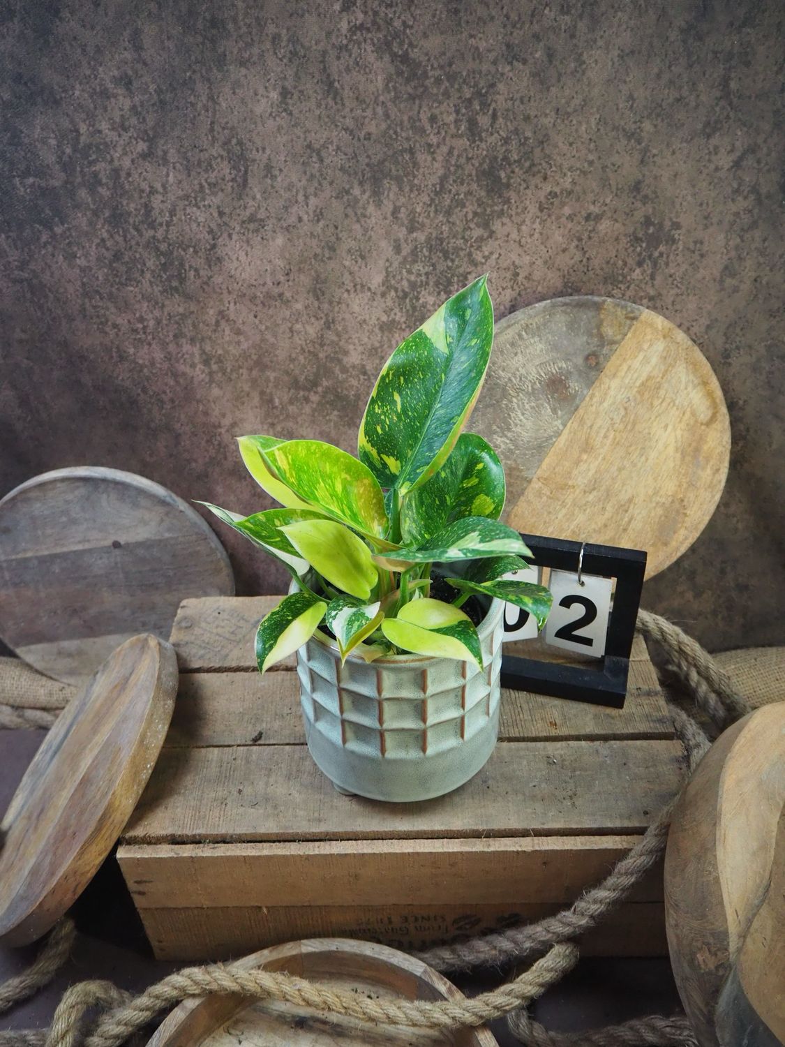 Philodendron Green Congo Marble Variegata #2 Philodendron Green Congo Marble Variegata #2