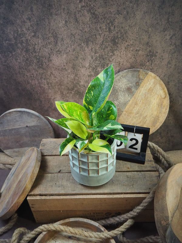 Philodendron Green Congo Marble Variegata #2