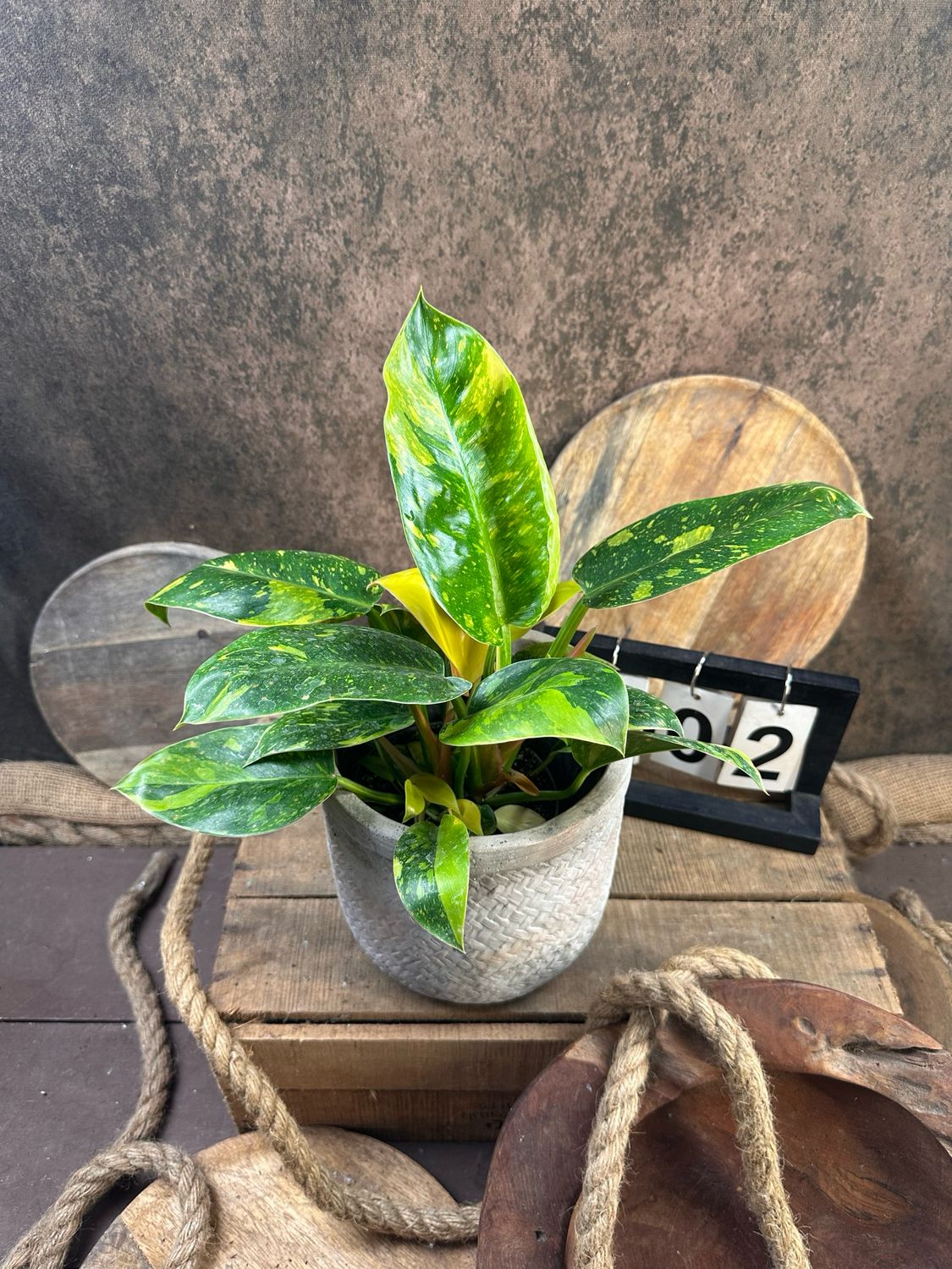 Philodendron Green Congo Marble Variegata #2