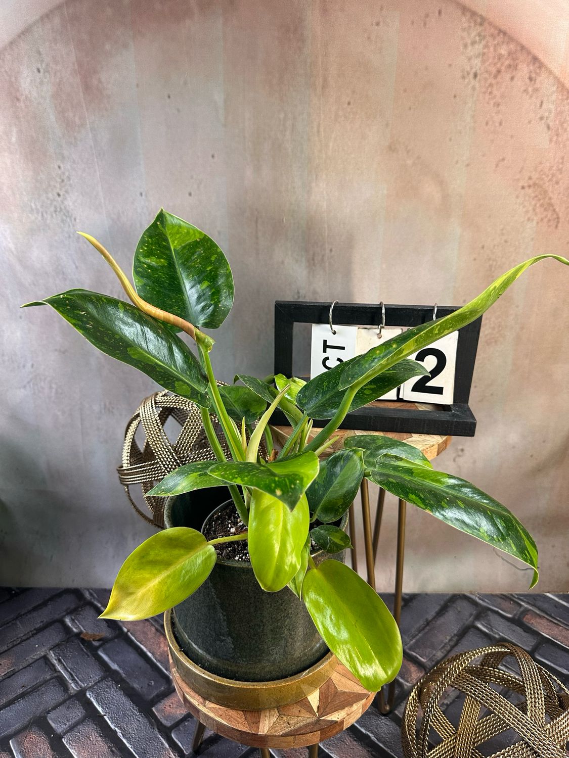 Philodendron Green Congo Marble Variegata #2 Philodendron Green Congo Marble Variegata #2