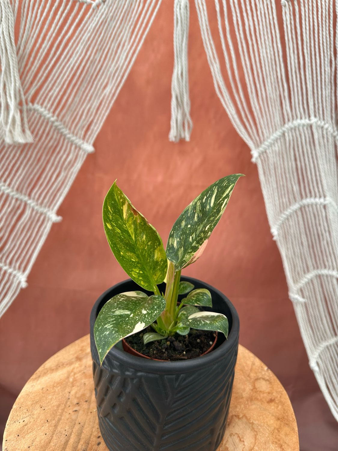 Philodendron Green Congo Marble Variegata