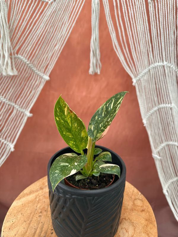 Philodendron Green Congo Marble Variegata Philodendron Green Congo Marble Variegata