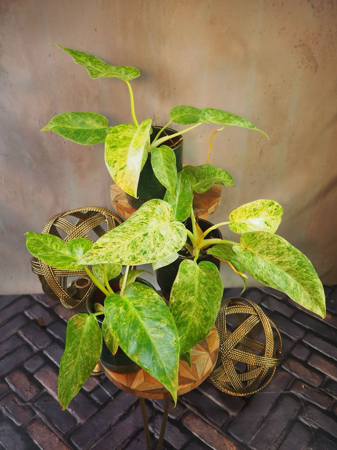 Philodendron Giganteum Blizzard Philodendron Giganteum Blizzard
