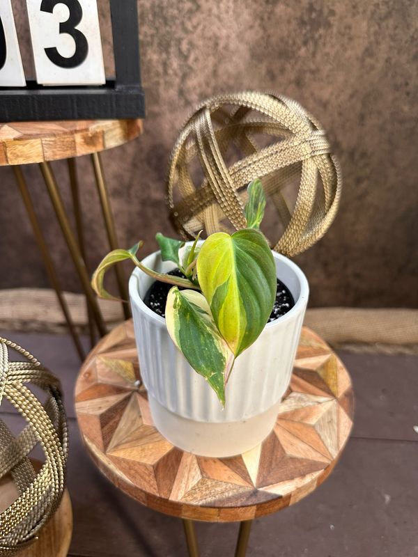 Philodendron Micans Variegata #3 Philodendron Micans Variegata #3