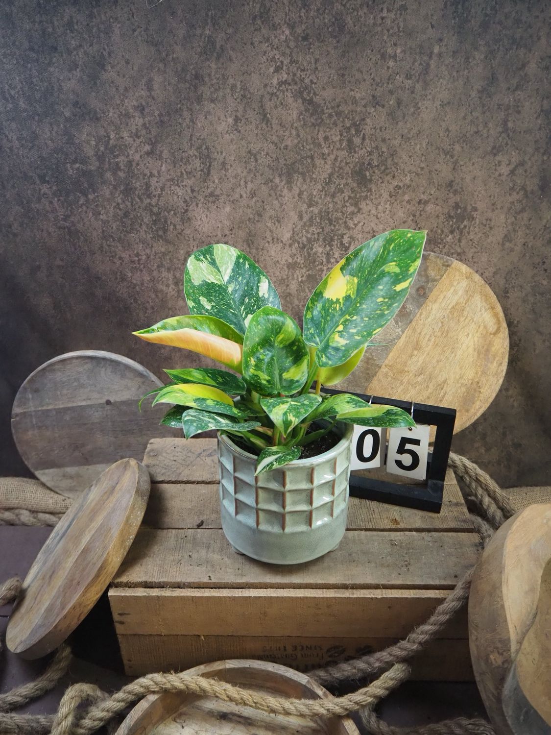 Philodendron Green Congo Marble Variegata #5 Philodendron Green Congo Marble Variegata #5