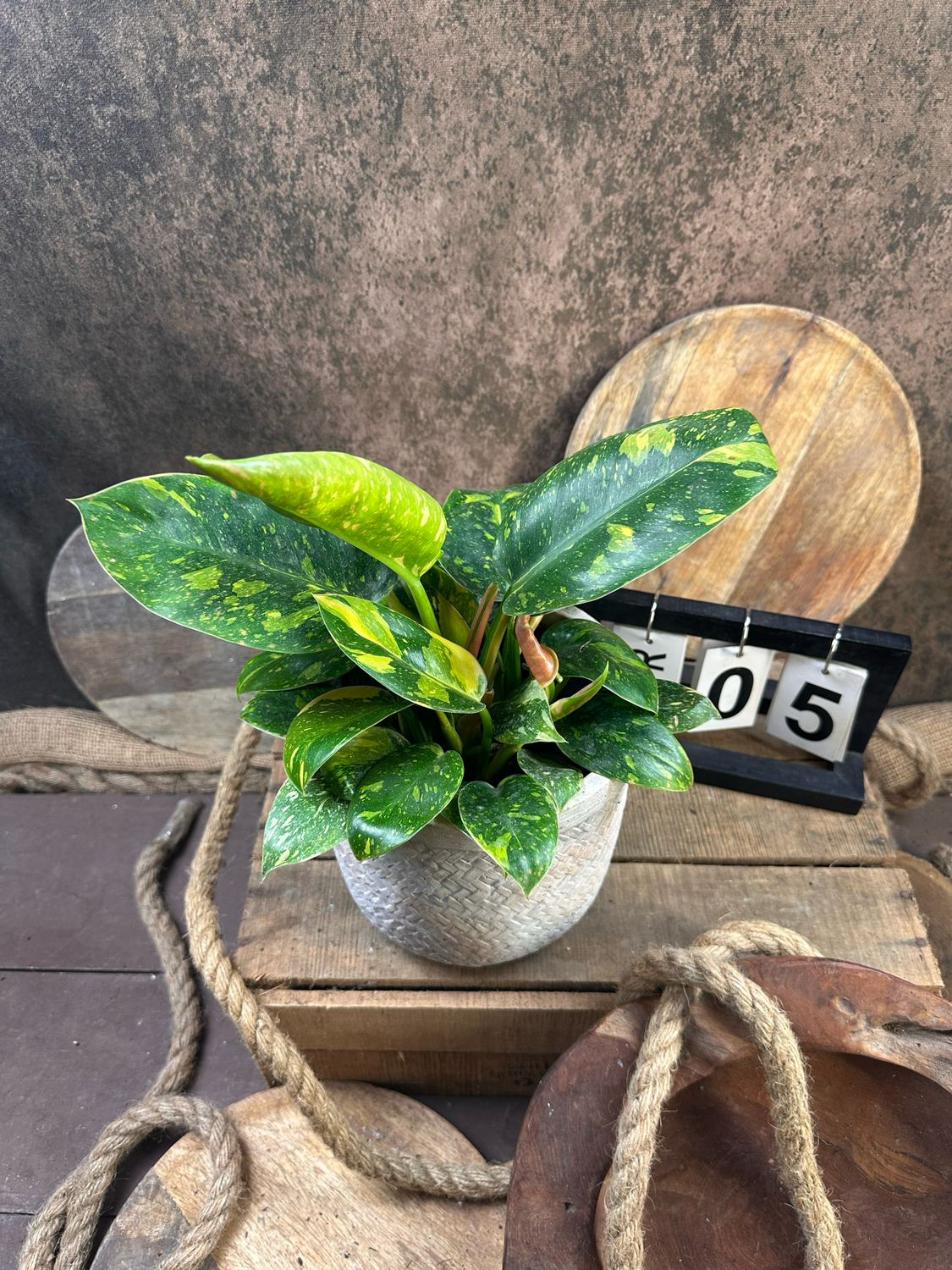 Philodendron Green Congo Marble Variegata #5