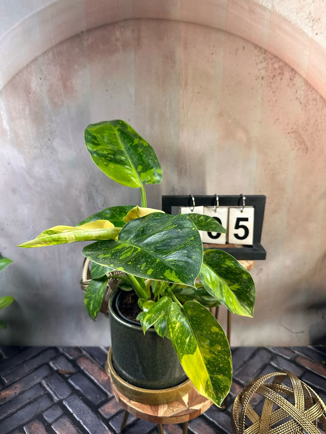 Philodendron Green Congo Marble Variegata #5 Philodendron Green Congo Marble Variegata #5