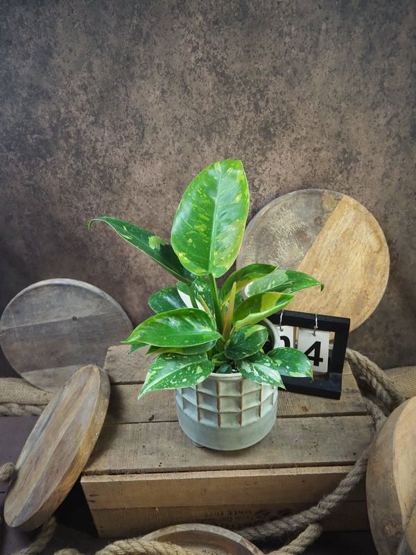 Philodendron Green Congo Marble Variegata #4