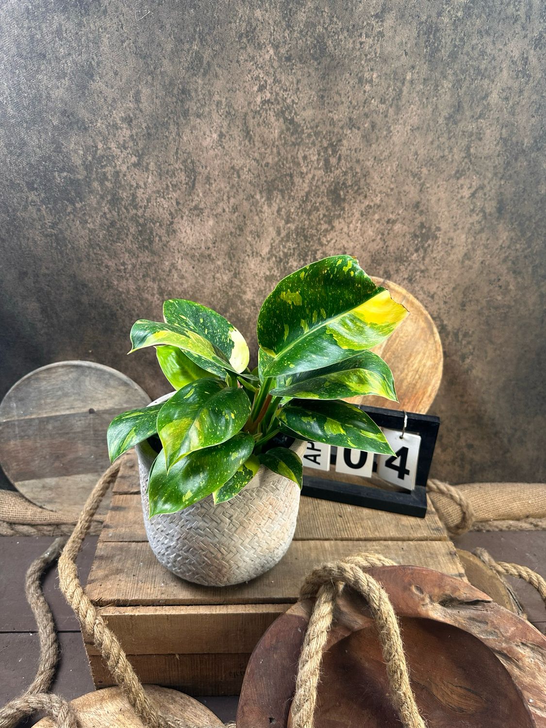 Philodendron Green Congo Marble Variegata #4