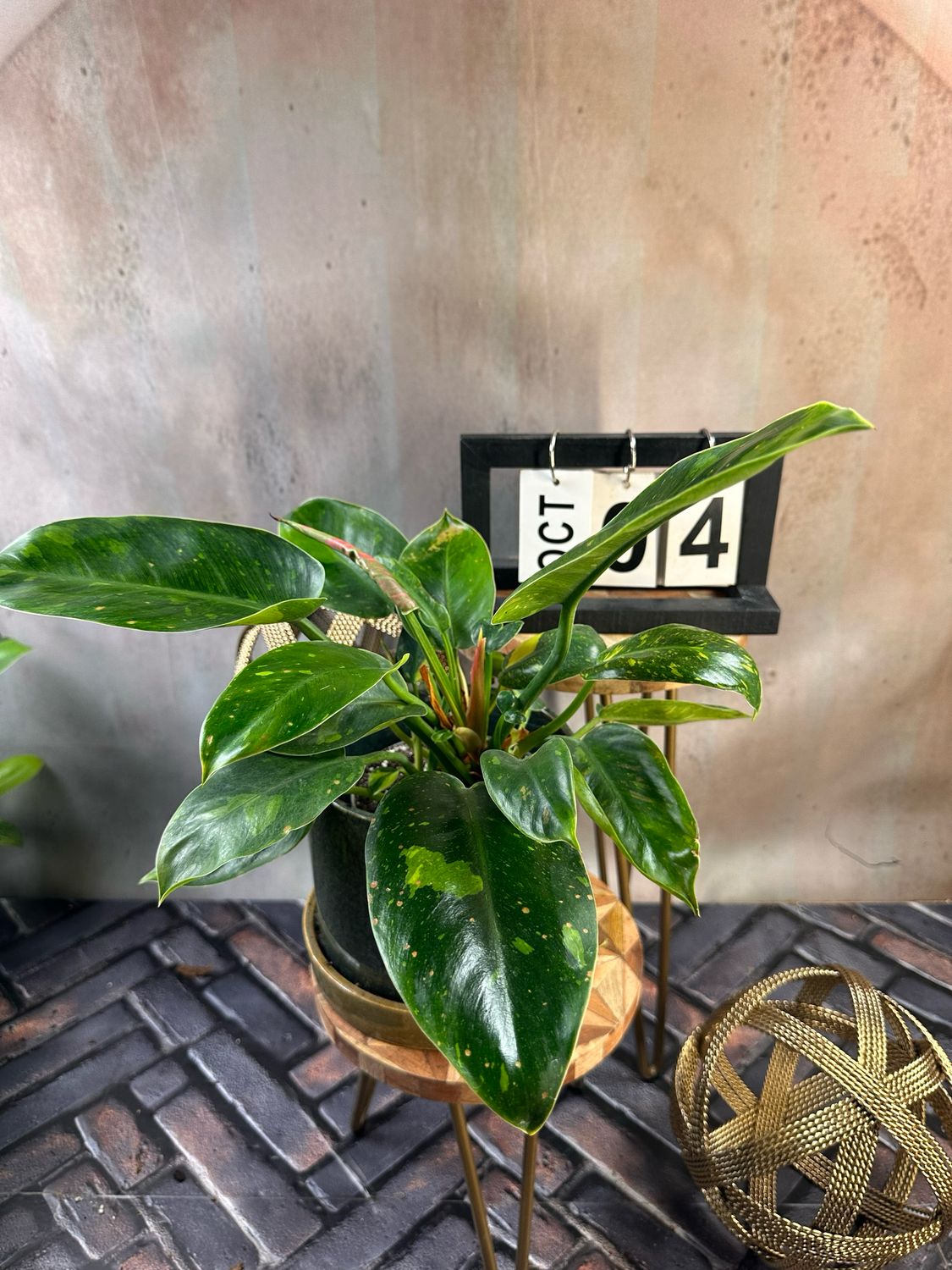 Philodendron Green Congo Marble Variegata #4 Philodendron Green Congo Marble Variegata #4
