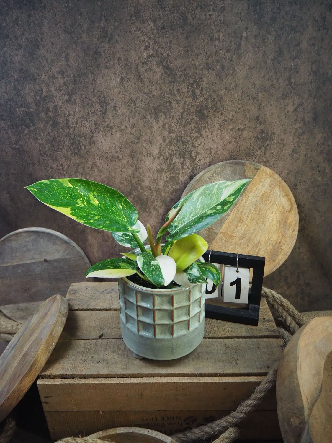 Philodendron Green Congo Marble Variegata #1