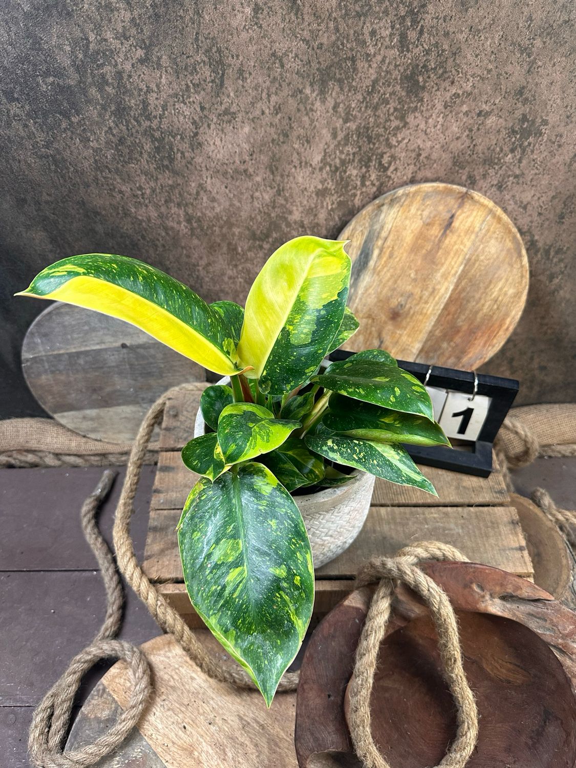 Philodendron Green Congo Marble Variegata #1 Philodendron Green Congo Marble Variegata #1