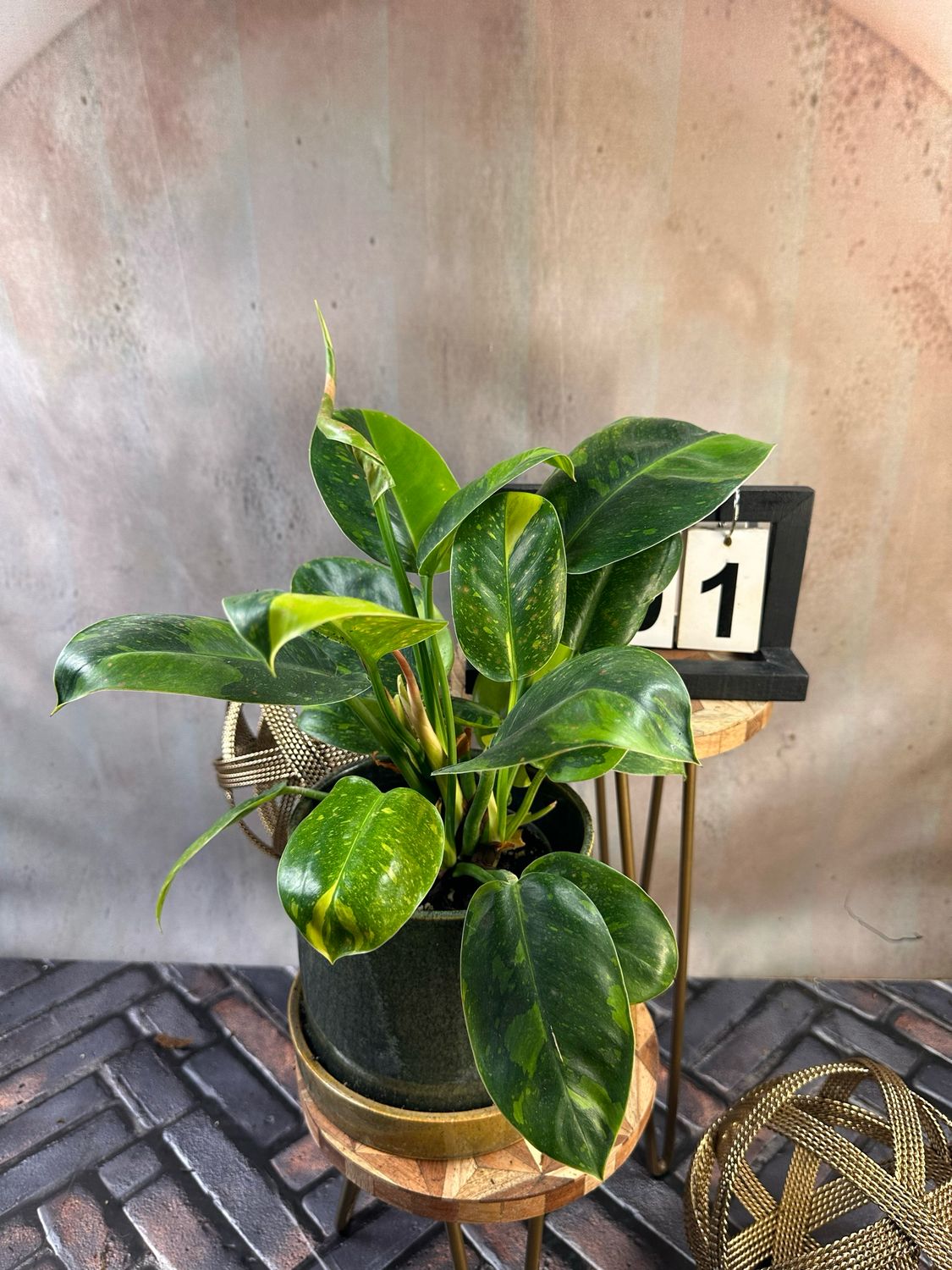 Philodendron Green Congo Marble Variegata #1