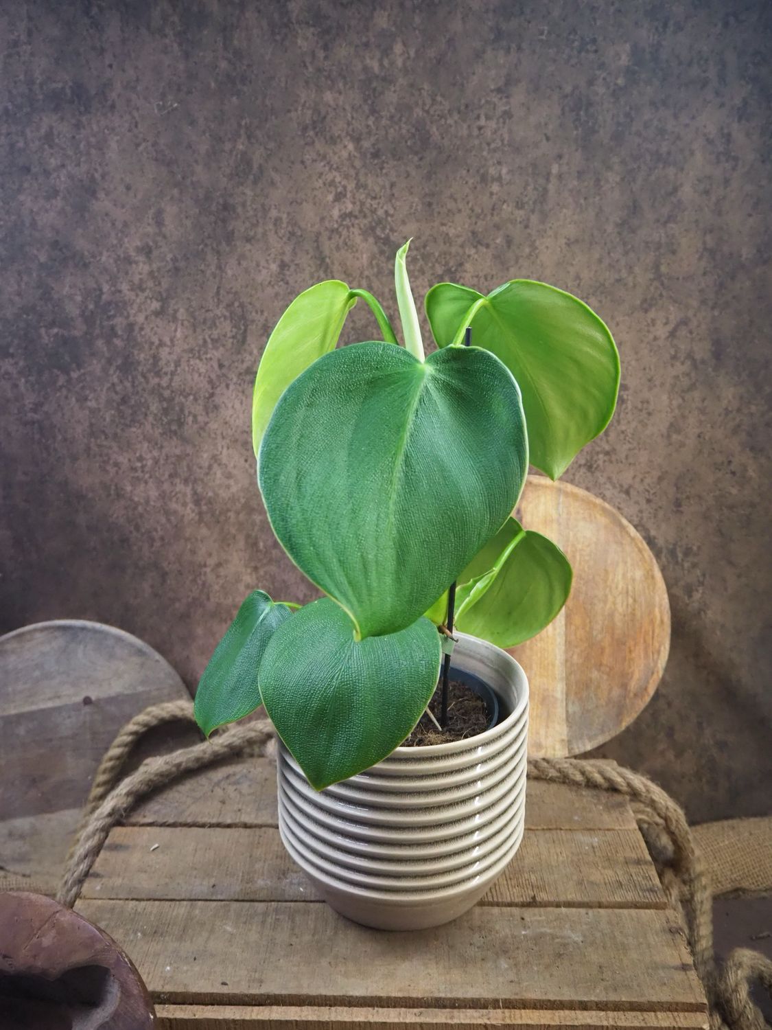 Philodendron rugosum