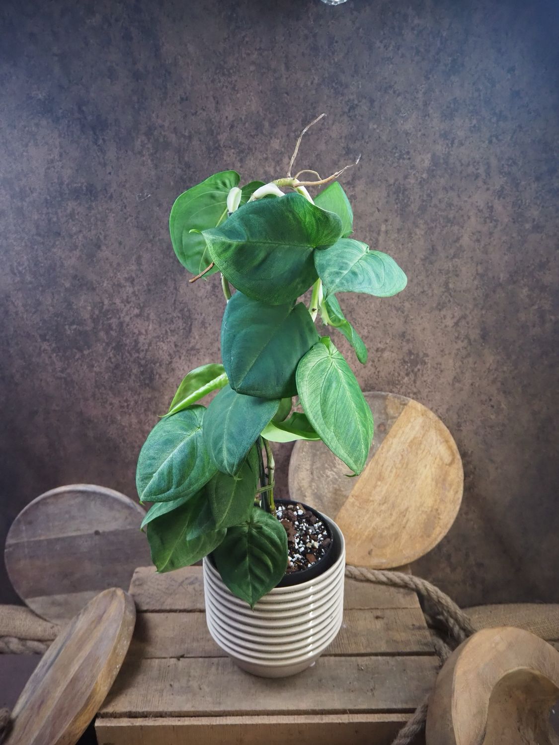 Syngonium Frosted Heart BIG Syngonium Frosted Heart BIG