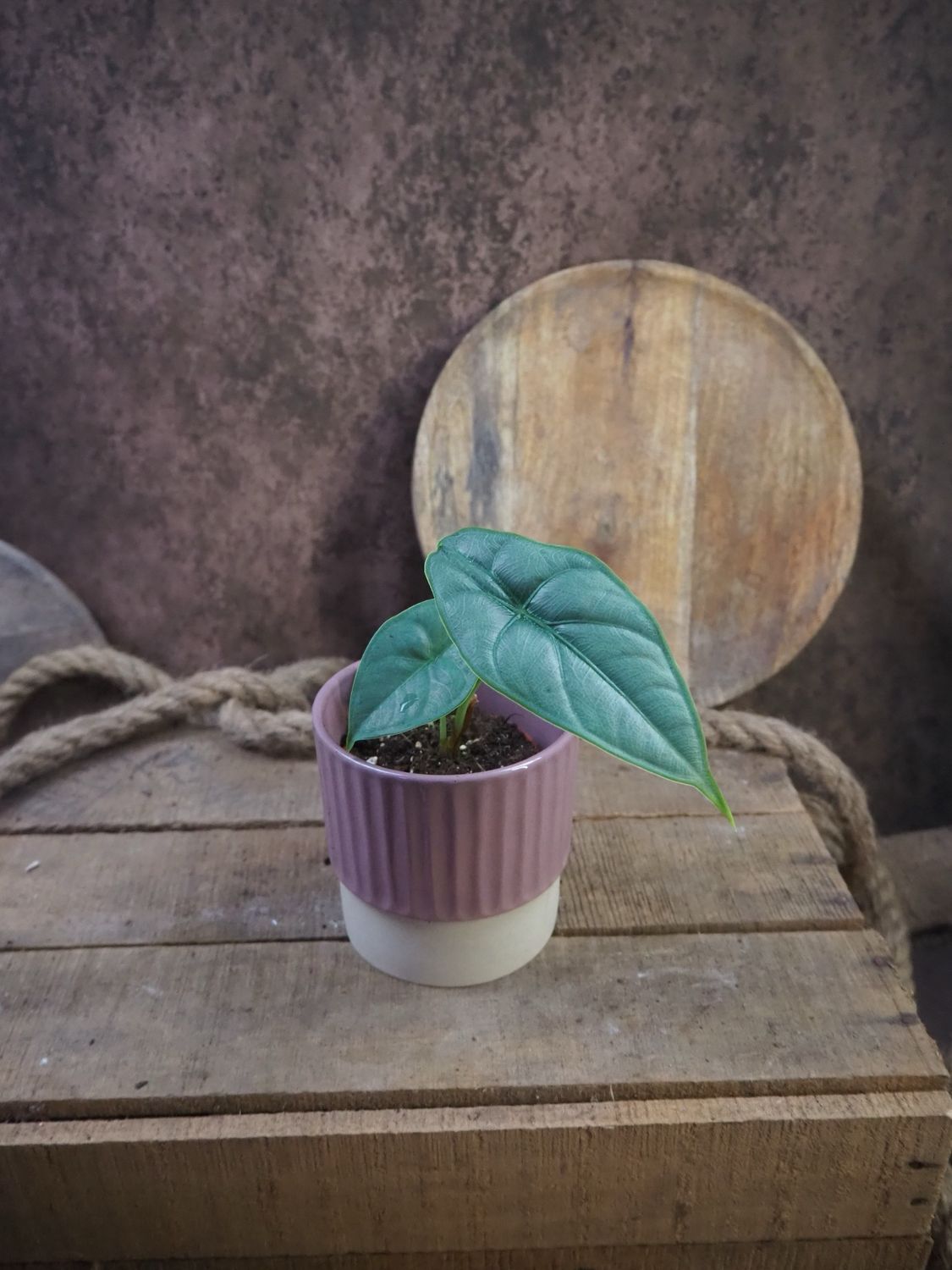 Alocasia puncake Borneensis
