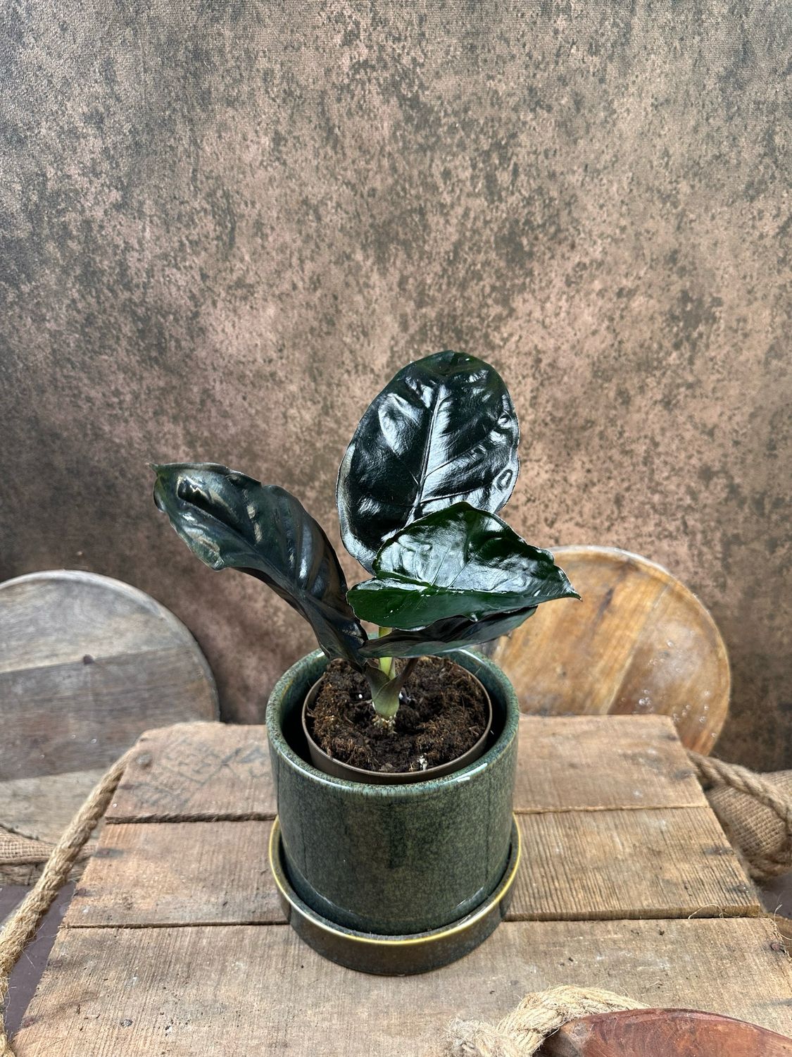Alocasia Infernalis Black Magic