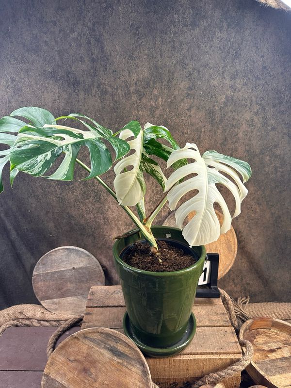 Monstera Deliciosa Albo Variegata #1