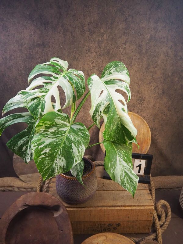 Monstera Deliciosa Albo Variegata #1 Monstera Deliciosa Albo Variegata #1