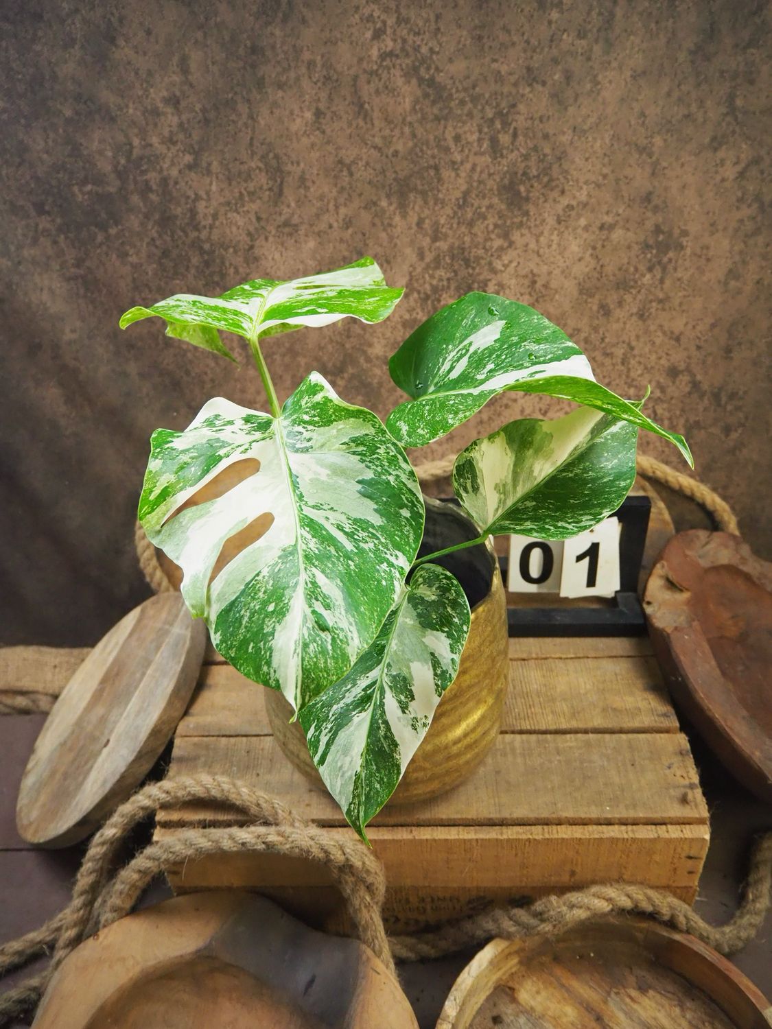 Monstera Deliciosa Albo Variegata #1 Monstera Deliciosa Albo Variegata #1