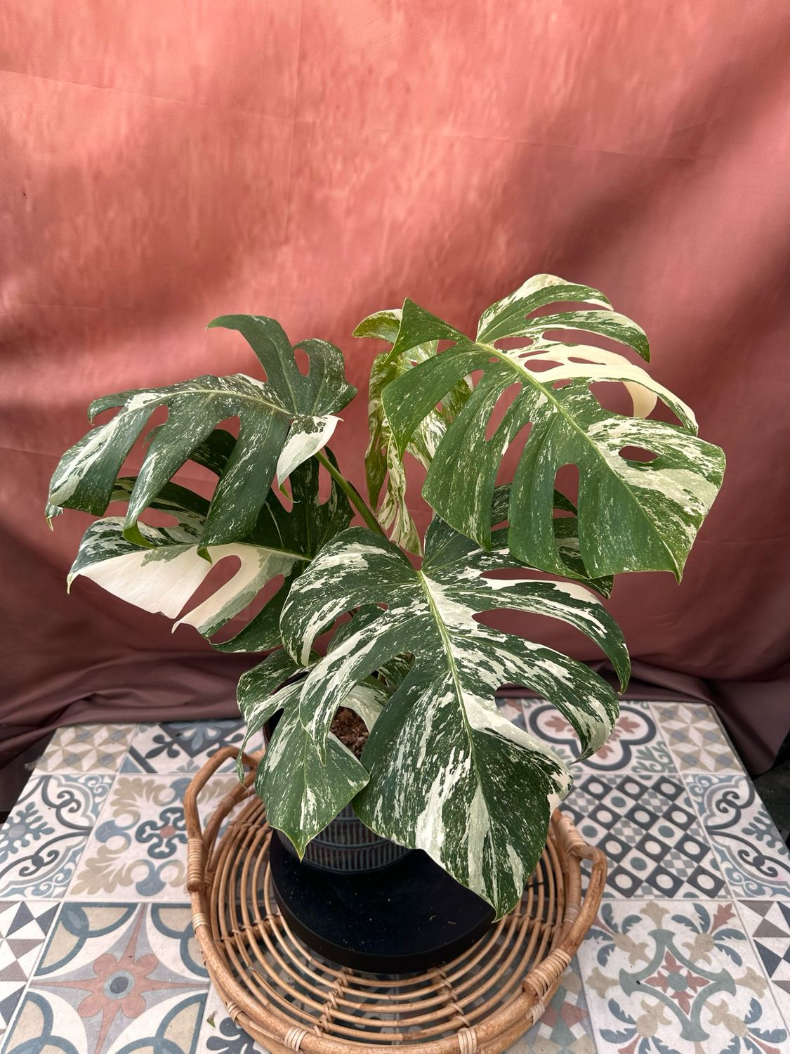 Monstera Deliciosa Albo Variegata #1 Monstera Deliciosa Albo Variegata #1