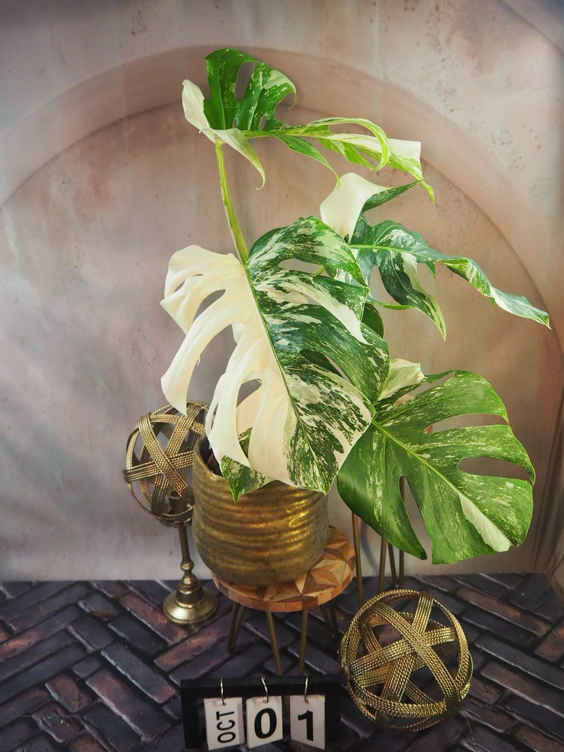 Monstera Deliciosa Albo Variegata #1 Monstera Deliciosa Albo Variegata #1
