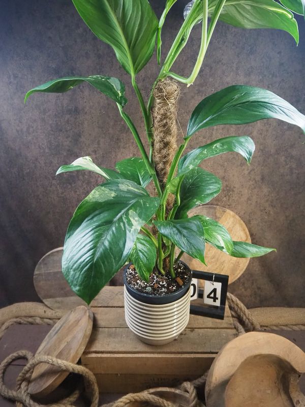 Monstera lechleriana Variegata XL #4