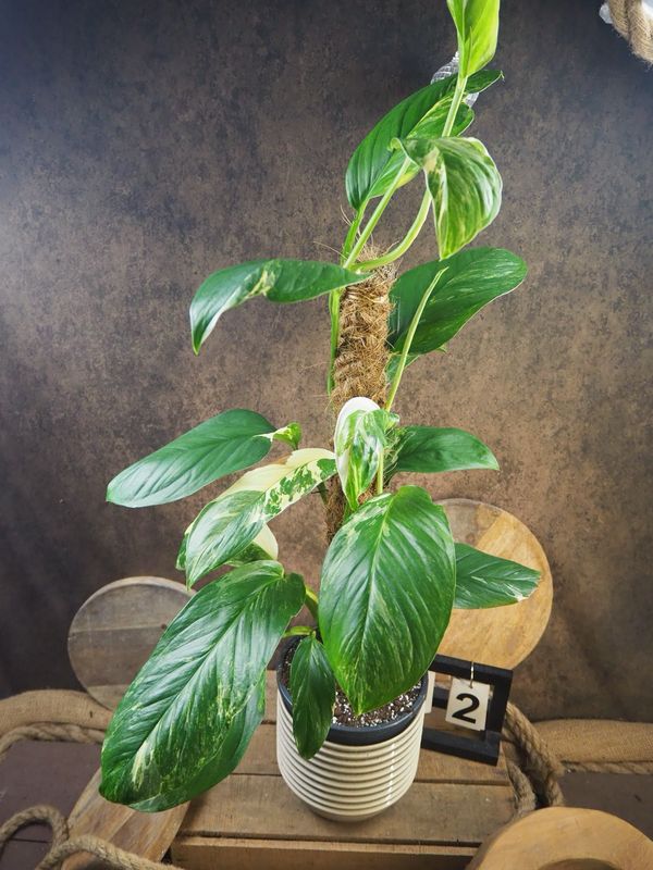 Monstera lechleriana Variegata XL #2