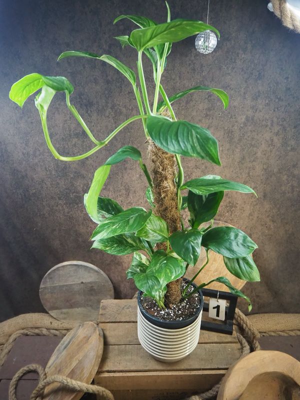 Monstera lechleriana Variegata XL #1