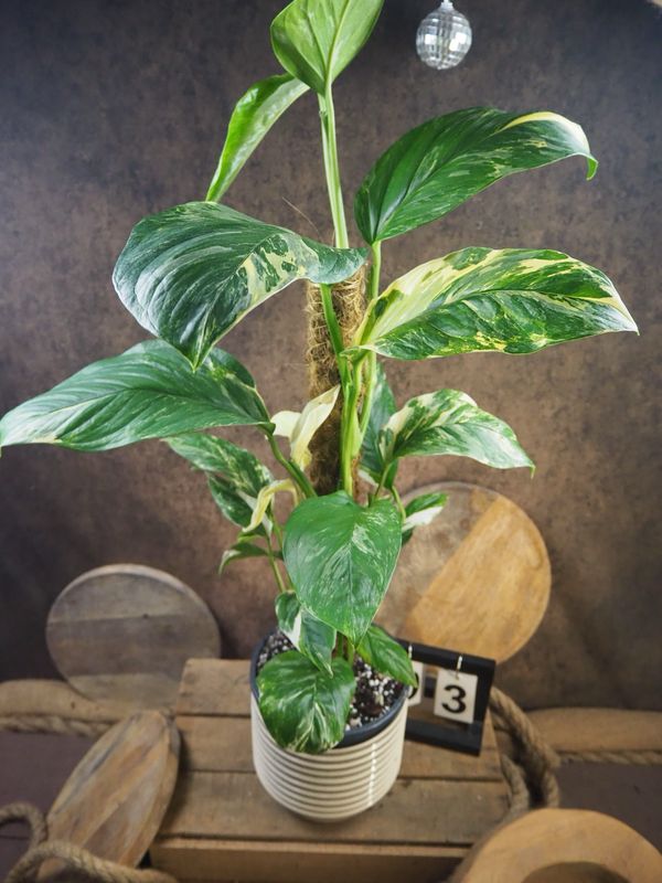 Monstera lechleriana Variegata XL #3