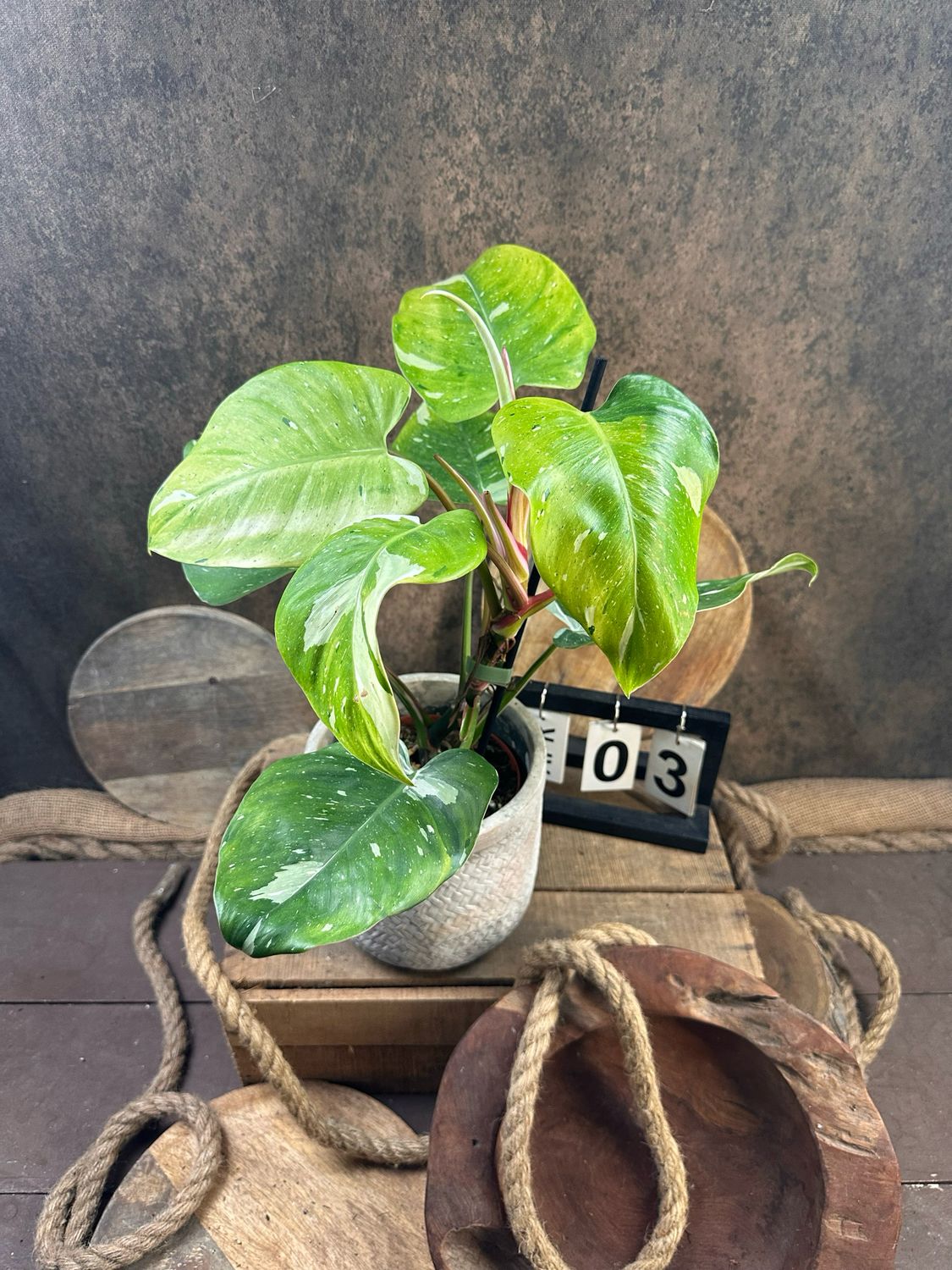 Philodendron Aurea Tricolor #3