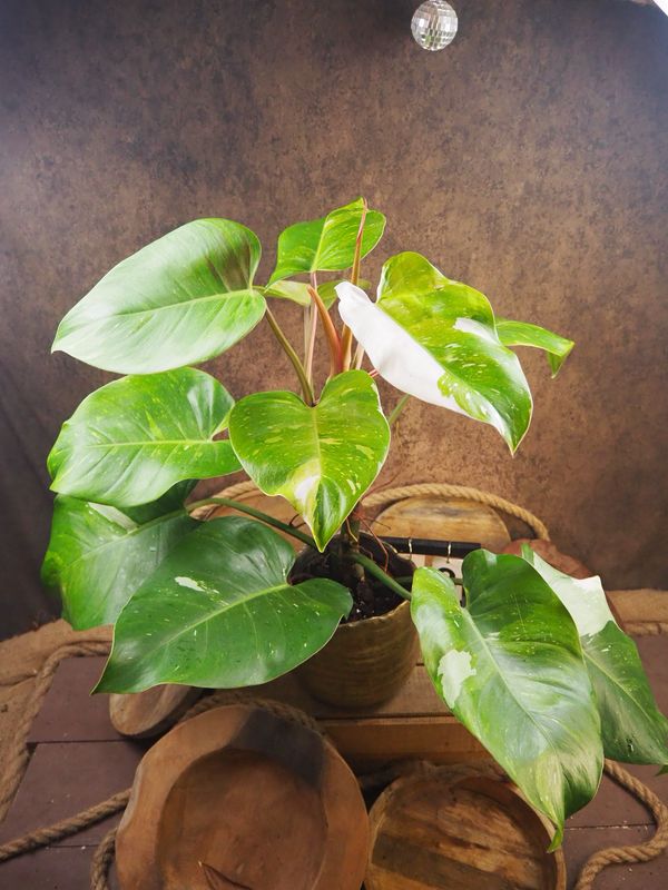 Philodendron Aurea Tricolor #3
