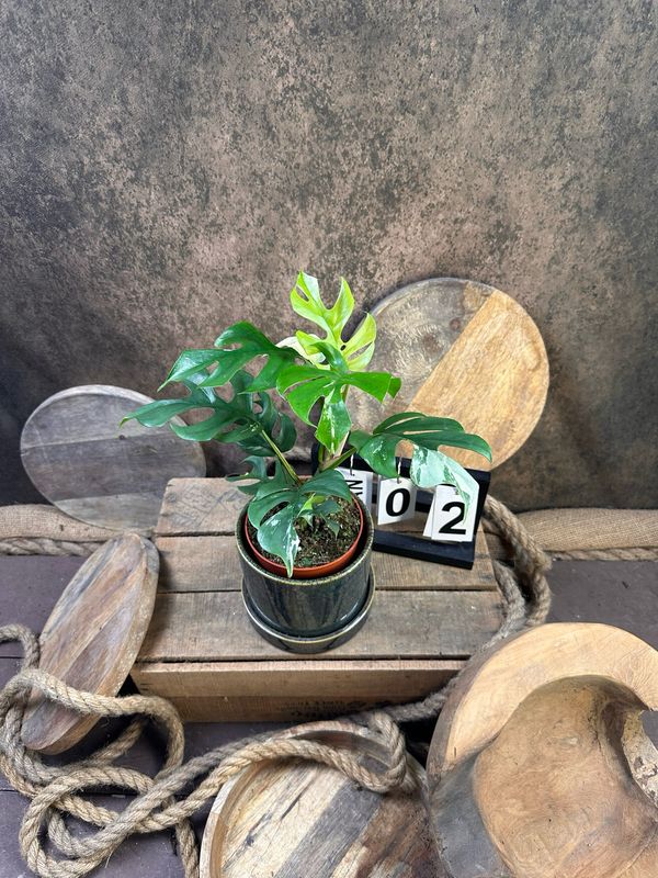Monstera Minima Albo Variegata - Rhaphidophora tetrasperma #2