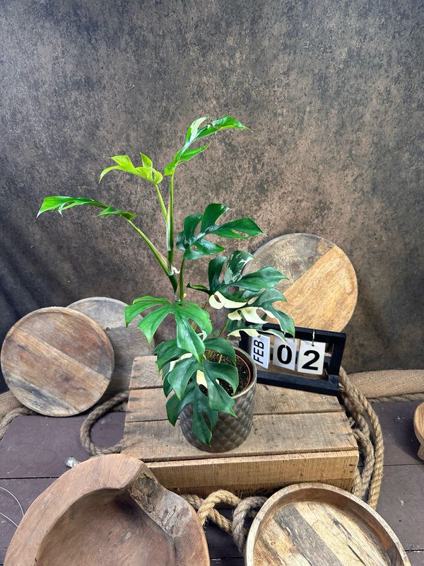 Monstera Minima Albo Variegata - Rhaphidophora tetrasperma #2