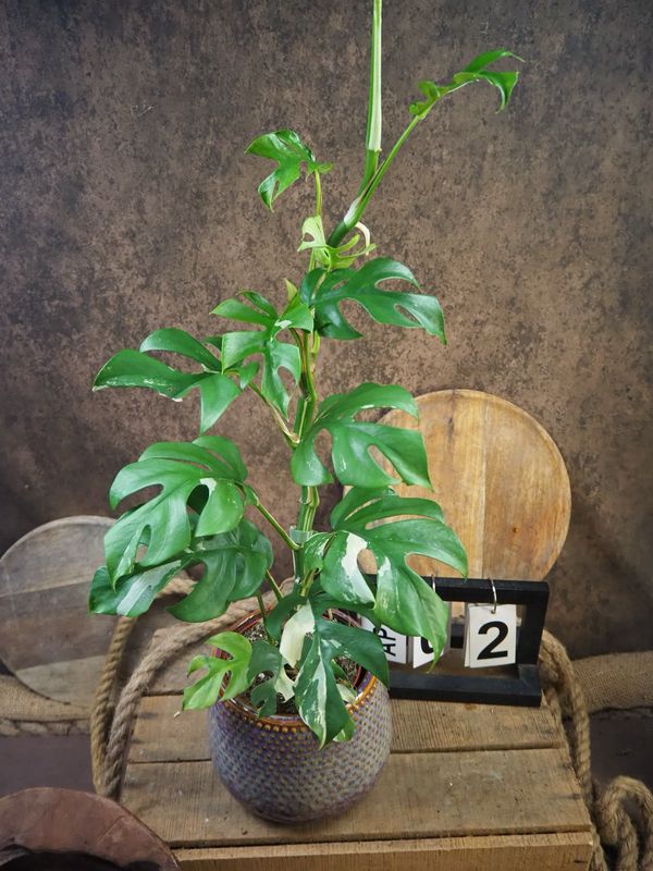 Monstera Minima Albo Variegata - Rhaphidophora tetrasperma #2 Monstera Minima Albo Variegata - Rhaphidophora tetrasperma #2