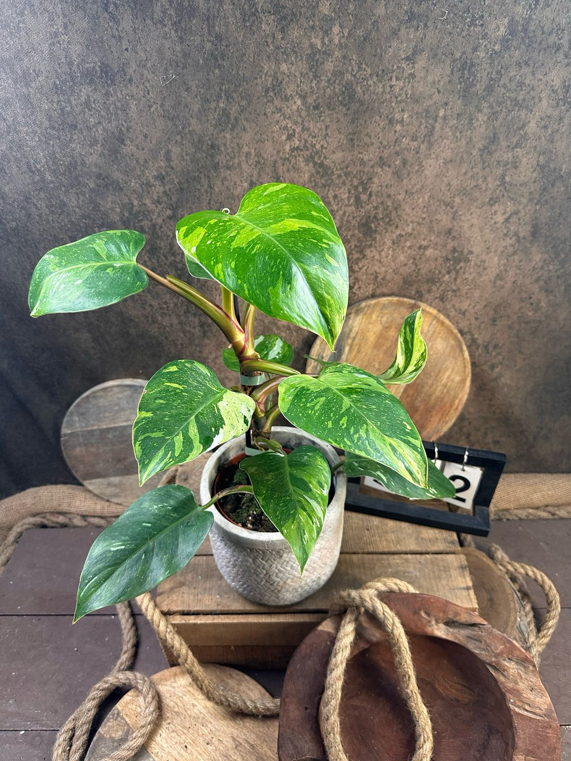 Philodendron Aurea Tricolor #2