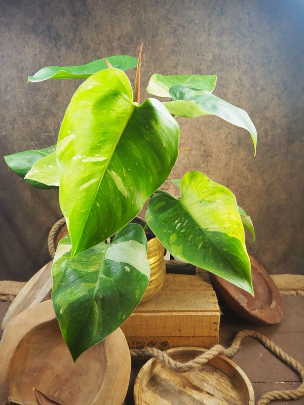 Philodendron Aurea Tricolor #2