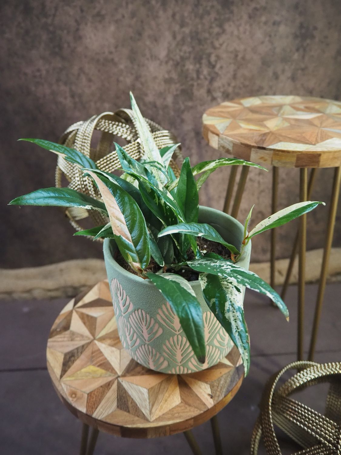 Ficus sagittata pink variegata