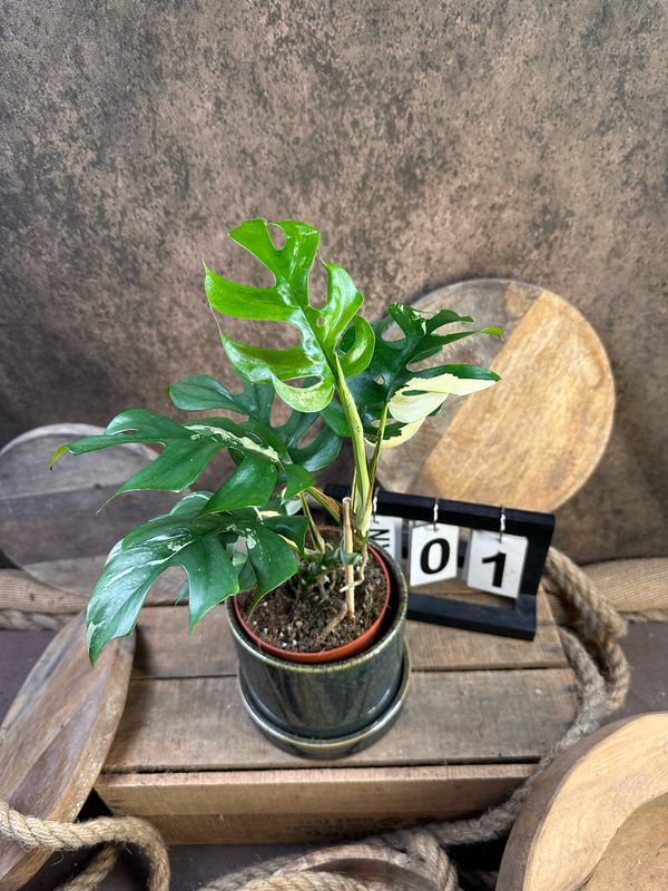 Monstera Minima Albo Variegata - Rhaphidophora tetrasperma #1