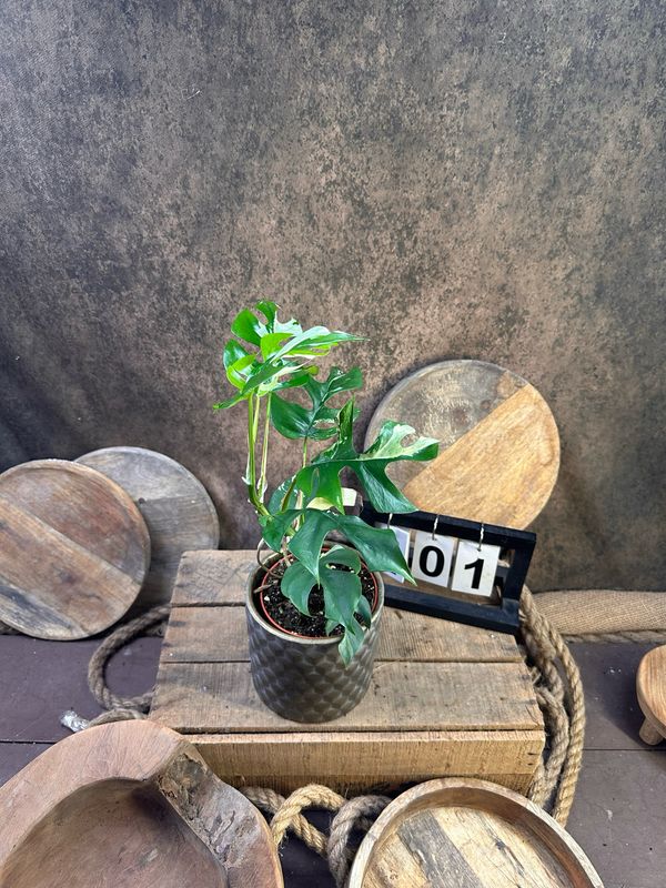 Monstera Minima Albo Variegata - Rhaphidophora tetrasperma #1