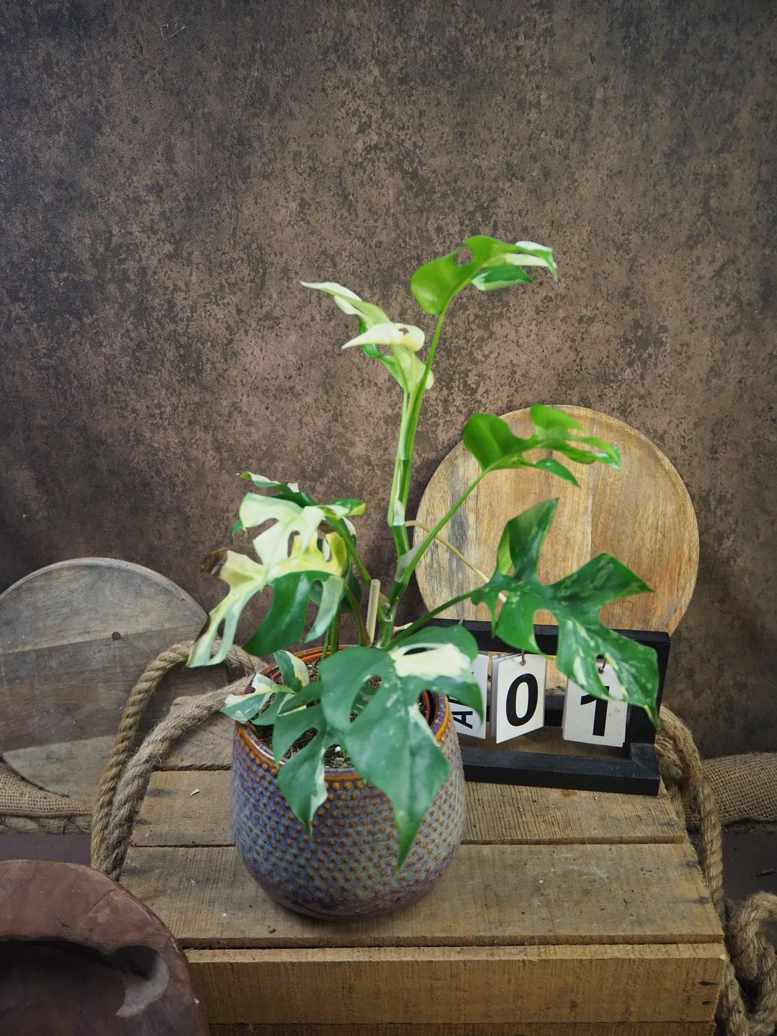 Monstera Minima Albo Variegata - Rhaphidophora tetrasperma #1