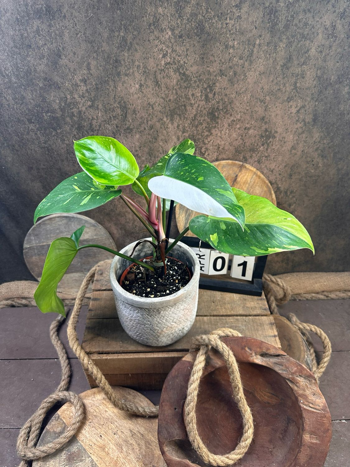 Philodendron Aurea Tricolor #1