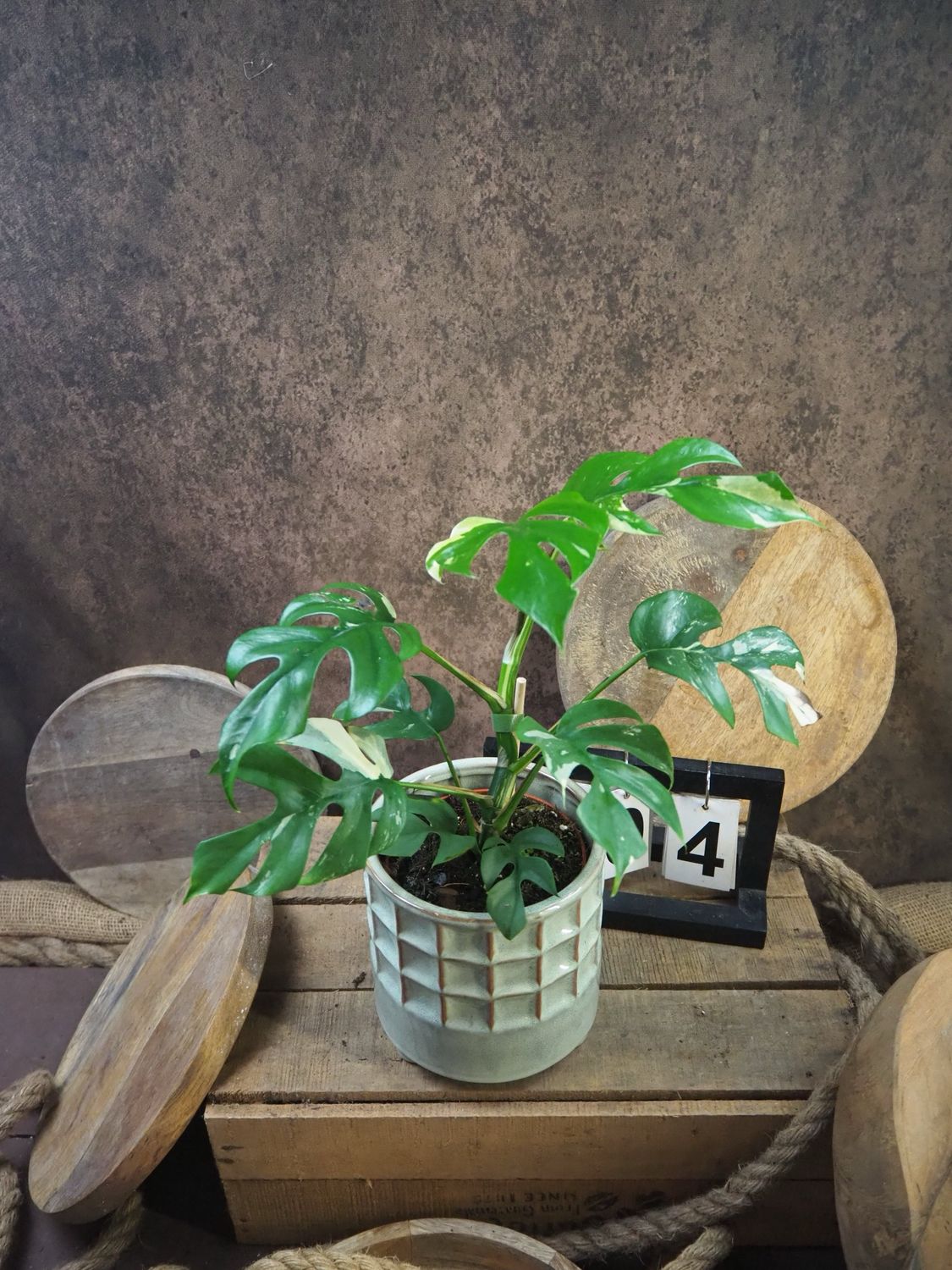 Monstera Minima Albo Variegata - Rhaphidophora tetrasperma #4 Monstera Minima Albo Variegata - Rhaphidophora tetrasperma #4