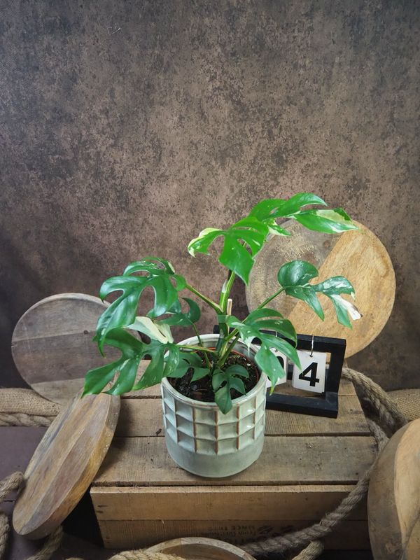 Monstera Minima Albo Variegata - Rhaphidophora tetrasperma #4