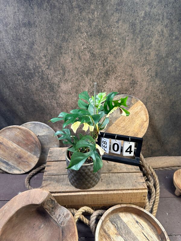 Monstera Minima Albo Variegata - Rhaphidophora tetrasperma #4