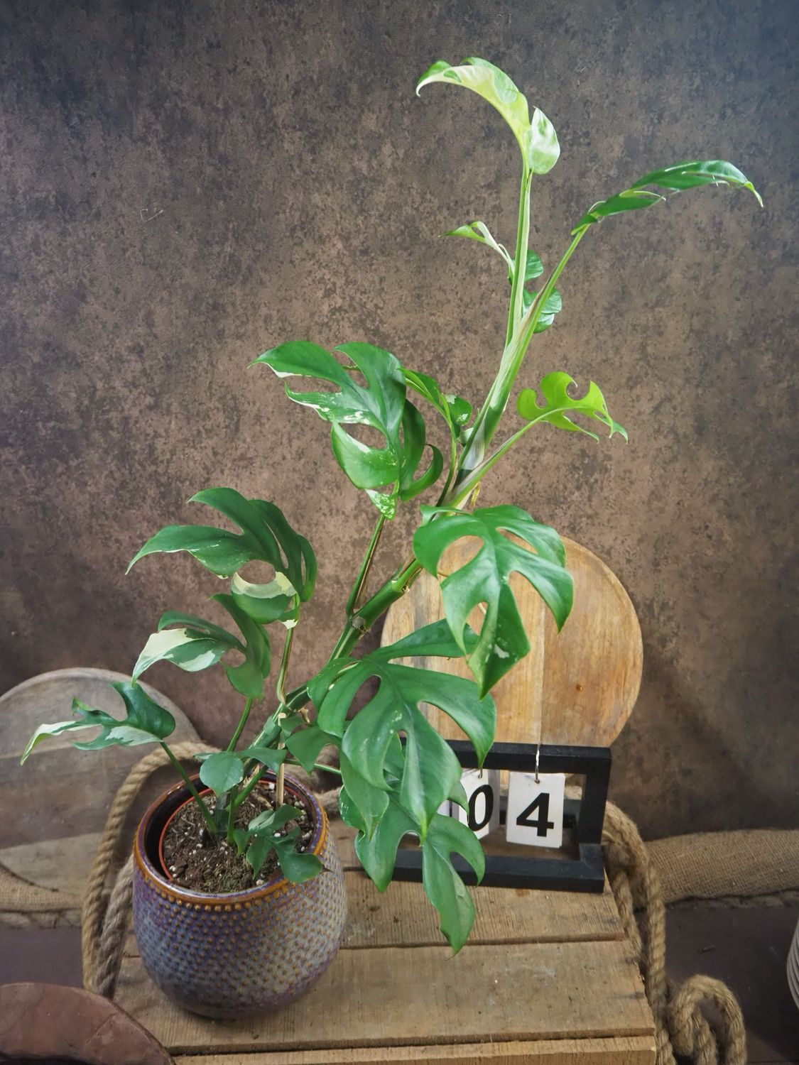 Monstera Minima Albo Variegata - Rhaphidophora tetrasperma #4