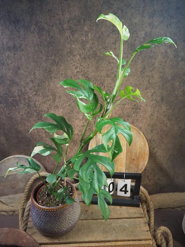 Monstera Minima Albo Variegata - Rhaphidophora tetrasperma #4 Monstera Minima Albo Variegata - Rhaphidophora tetrasperma #4