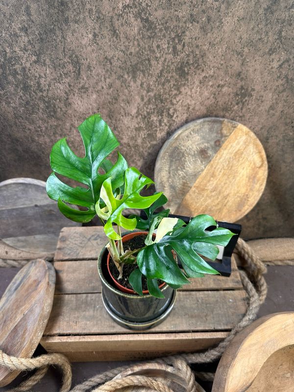 Monstera Minima Albo Variegata - Rhaphidophora tetrasperma #5